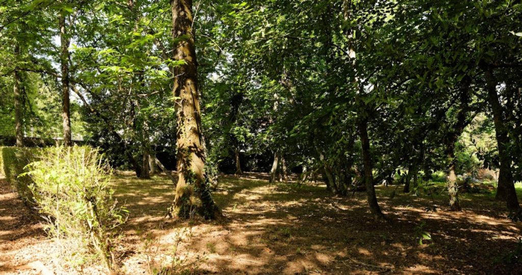 Mata do Serrado, Floresta da Brincadeira, Valebesteiros, Clínica Pediátrica