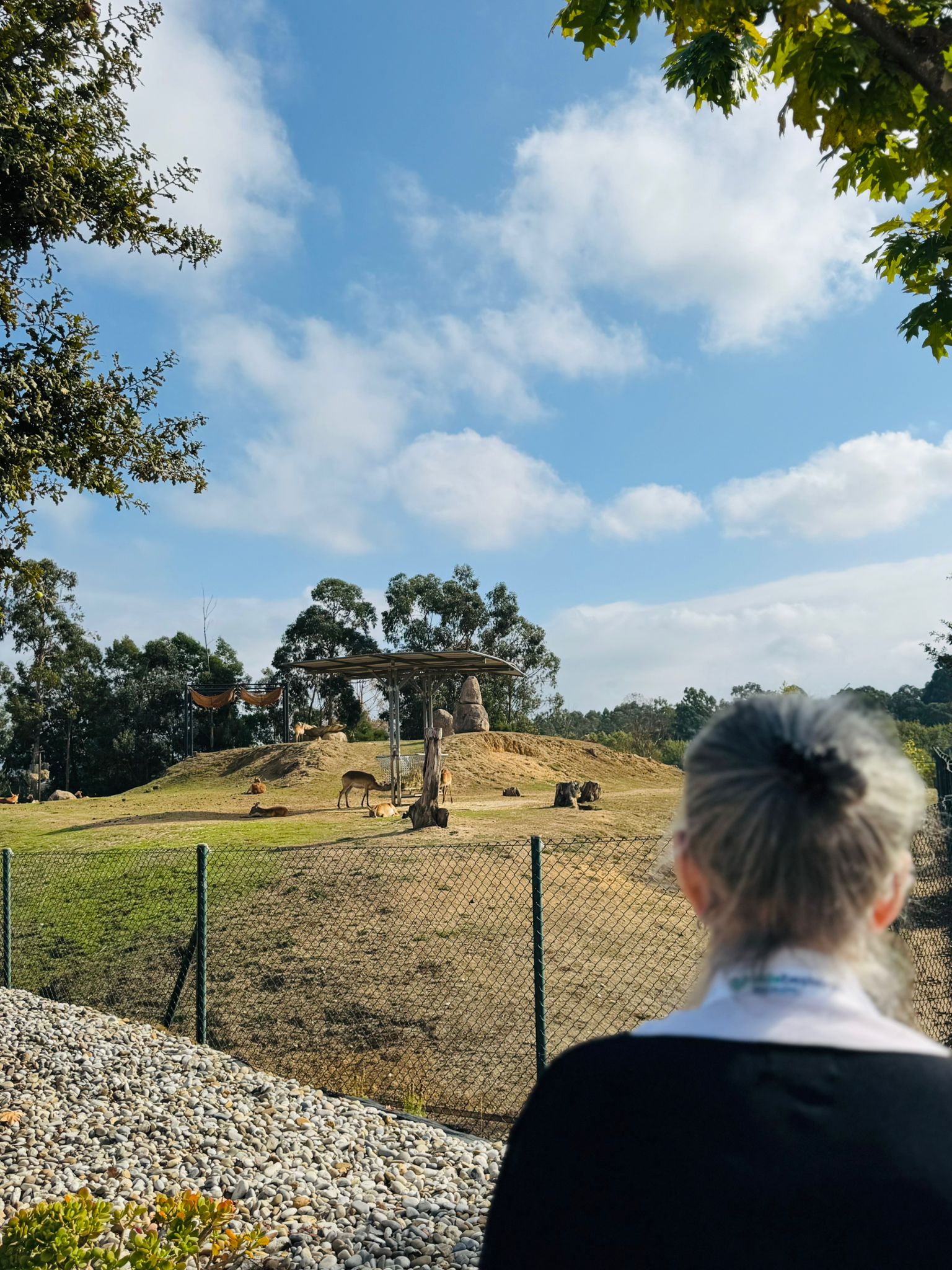A Residência foi ao Zoo, Conceição admirada com a girafa