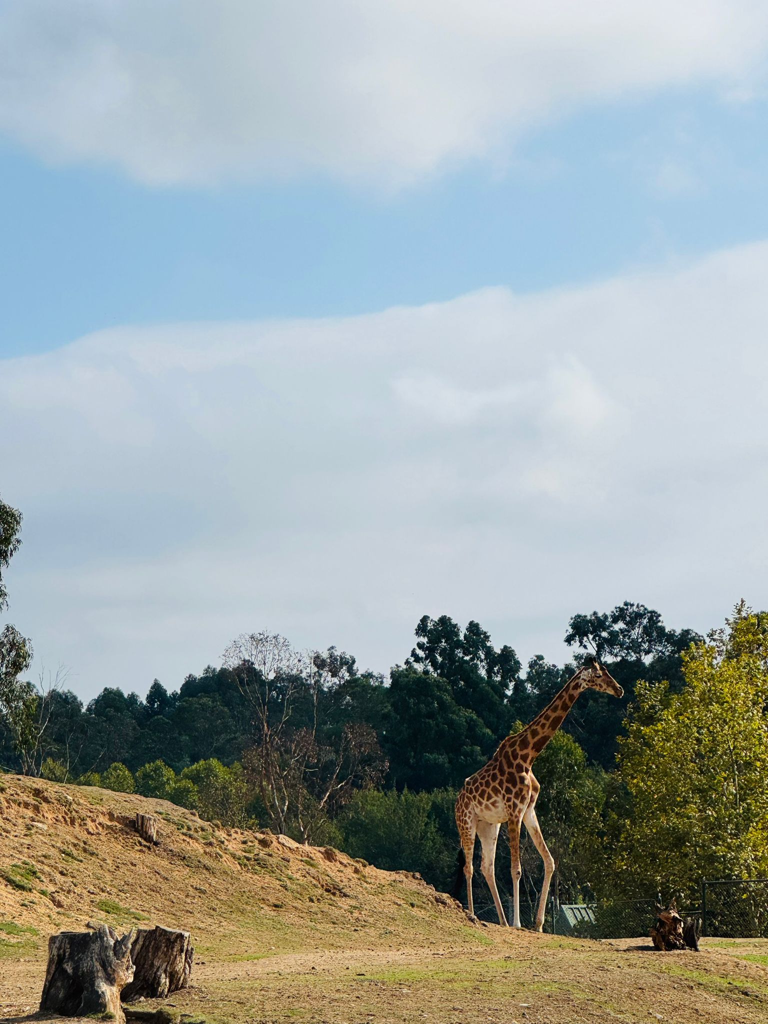 A Residência foi ao Zoo, girafa