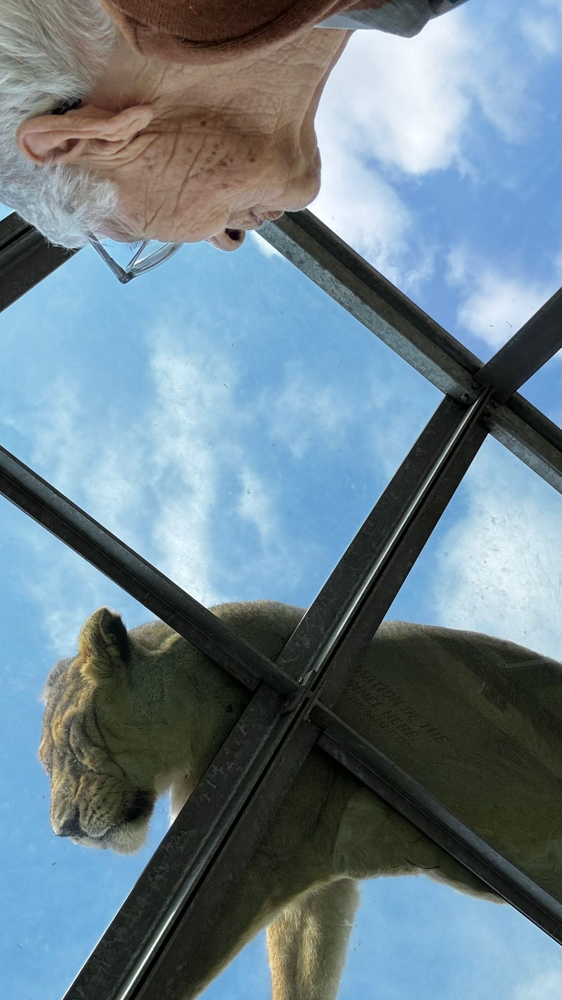 A Residência foi ao Zoo, leão